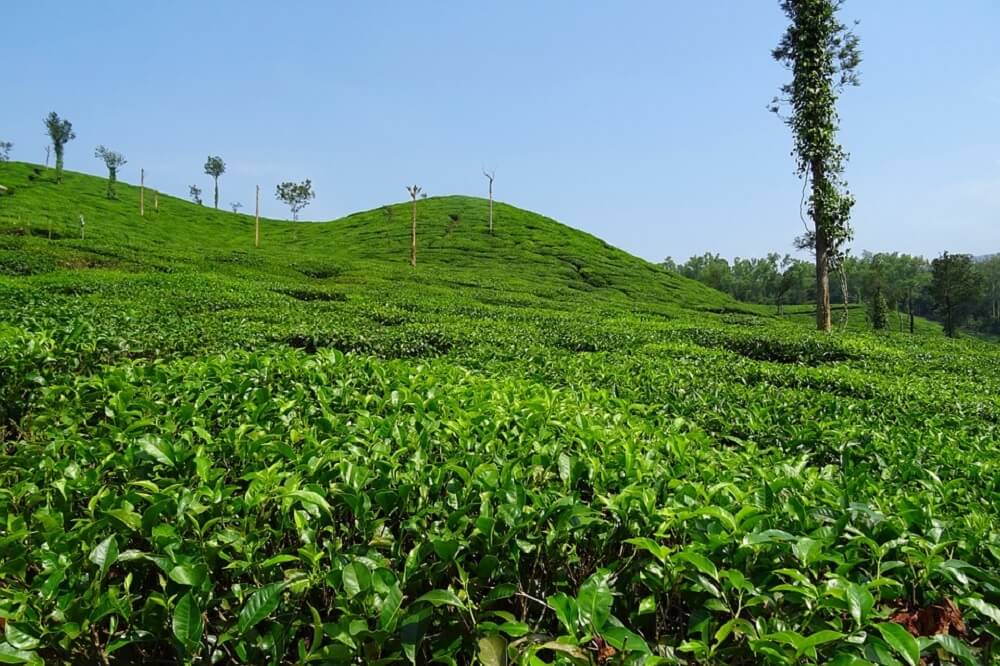 Jardines de té