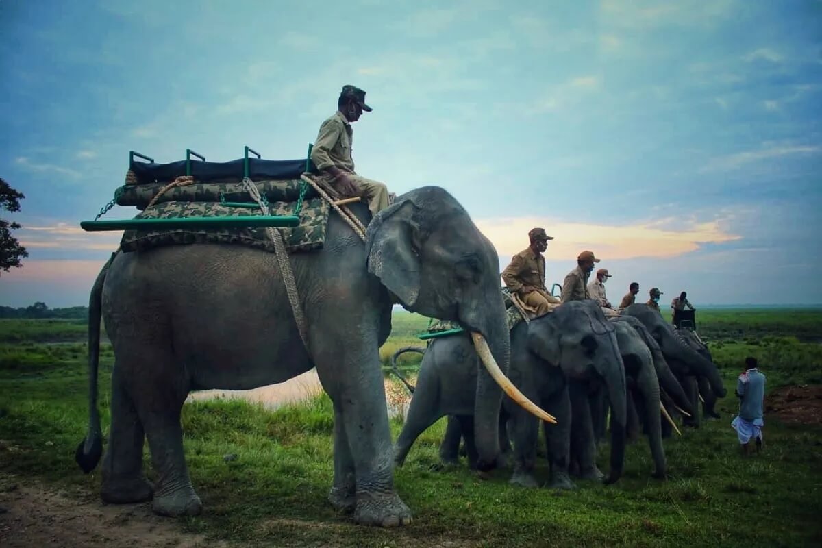 Paseo en elefante en Kaziranga