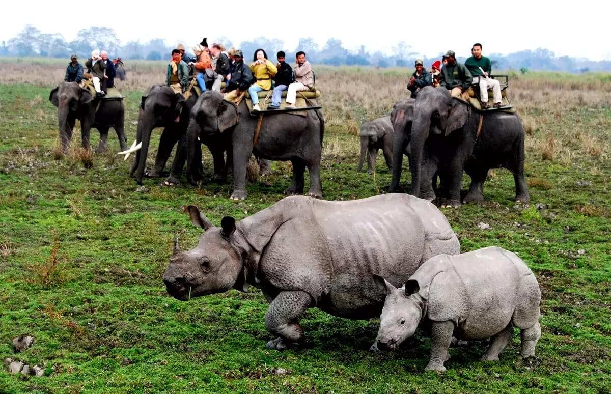 Viaje a Kaziranga