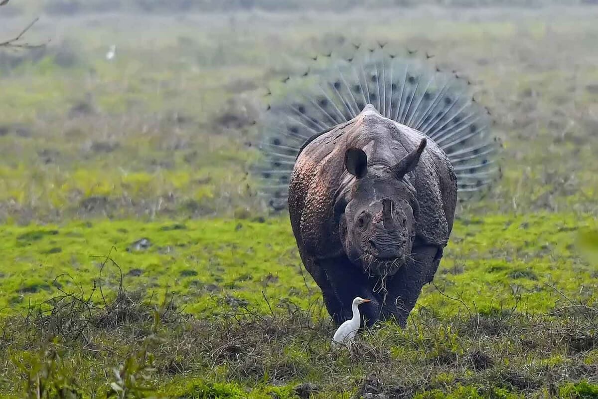 Vida salvaje en Kaziranga