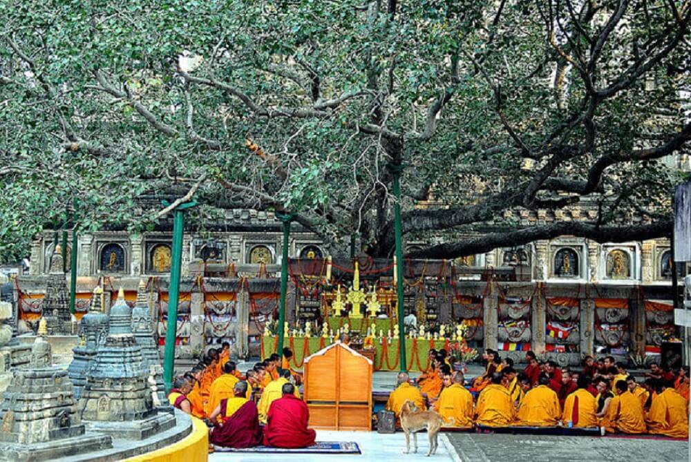 Árbol Bodhi en Bodhgaya