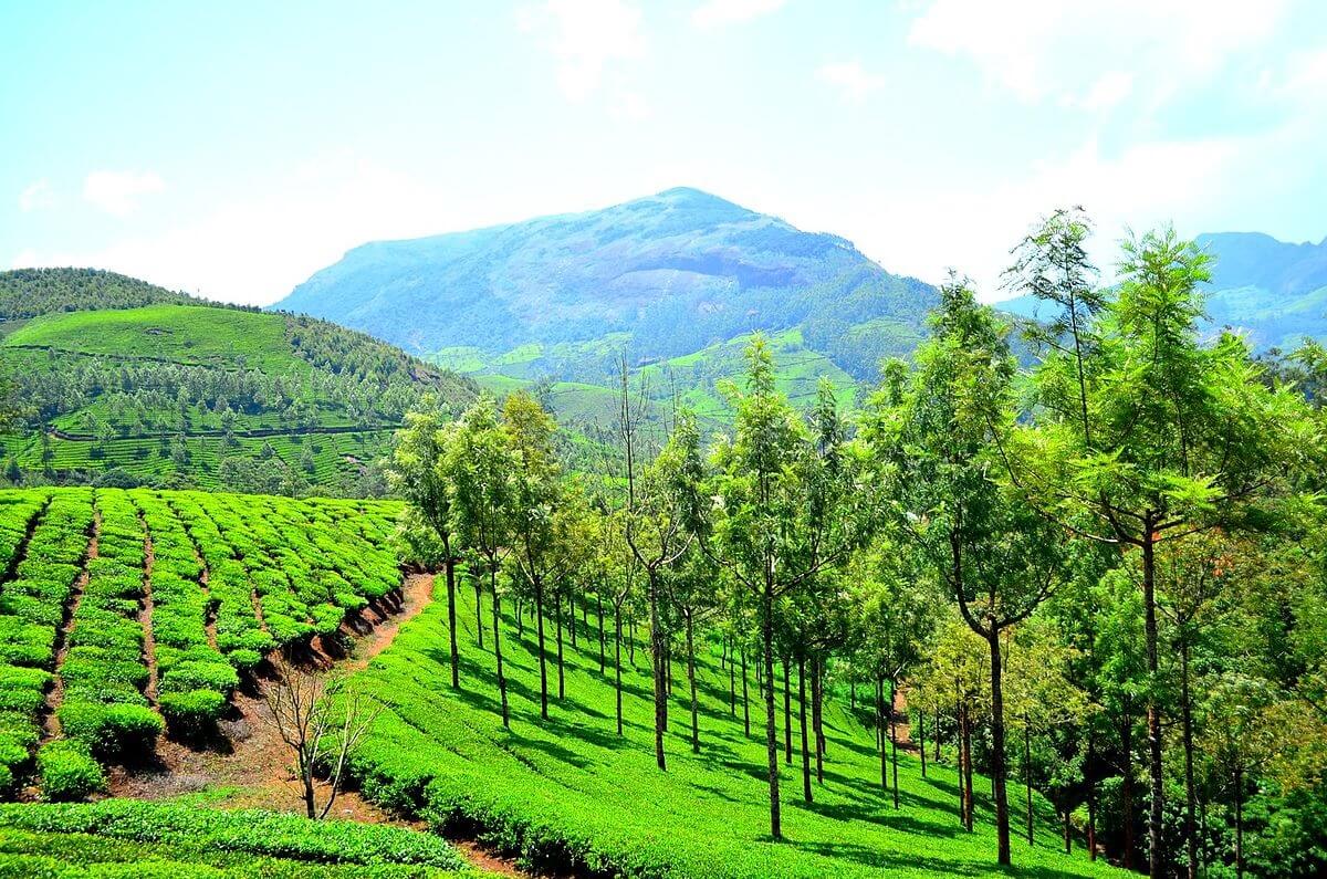 Viaje a Munnar