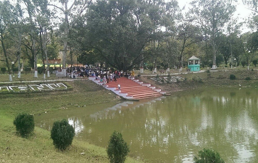 Bosque de Bambú en Rajgir