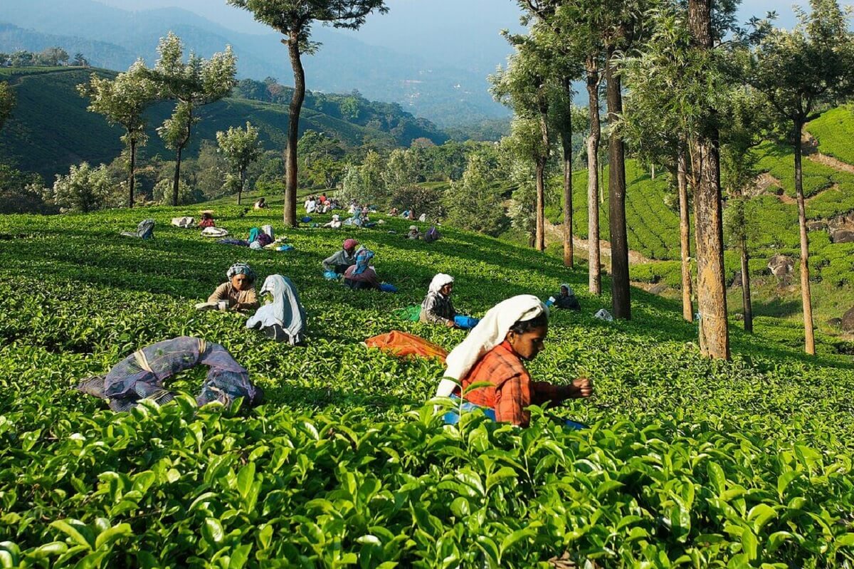 Plantación de Té en Munnar